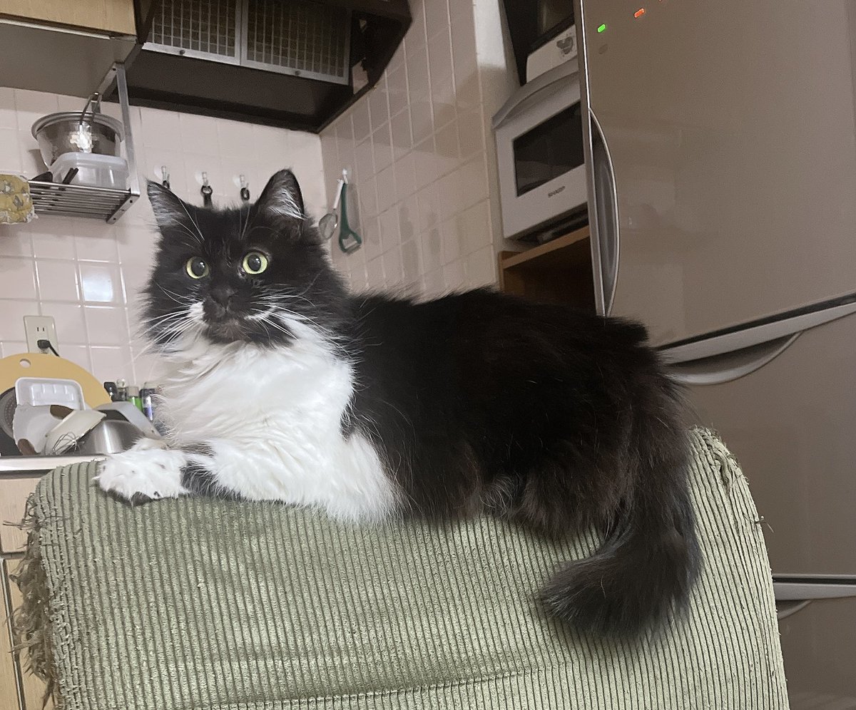 ミミゲにゃん tweet media