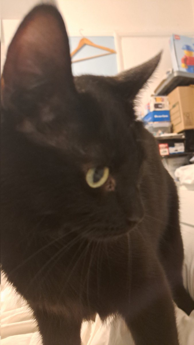 DudeTheNinja tweet media