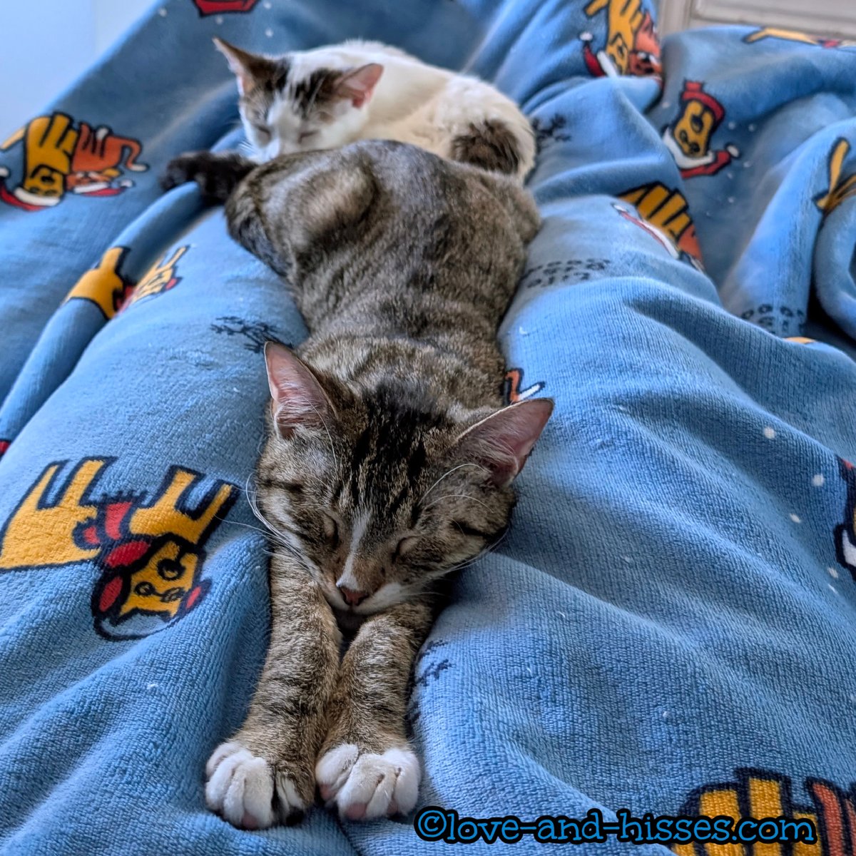 Robyn Anderson tweet media