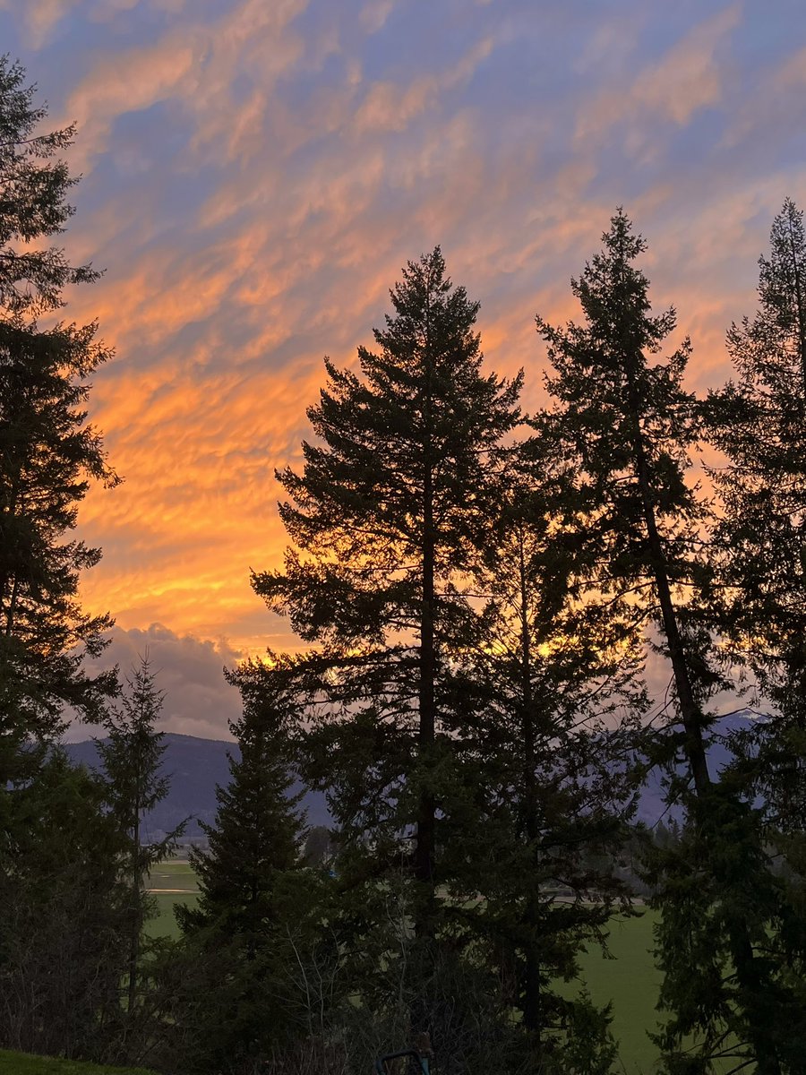 Cheryl ☕️🐈 🏕 🎼 tweet media