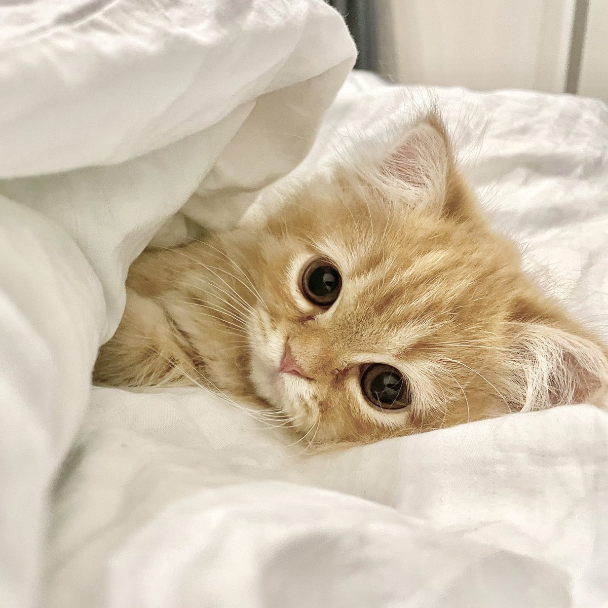 うなねこです。 tweet media