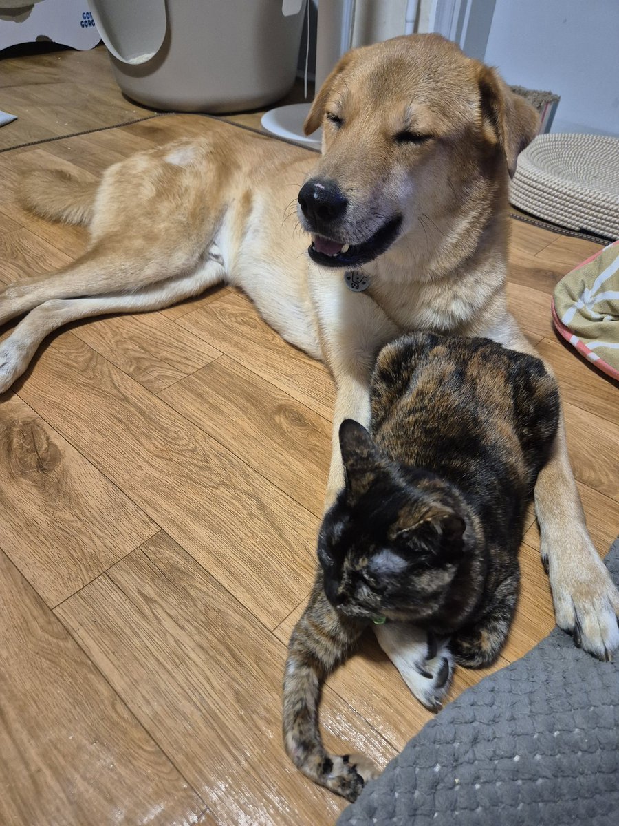 水月 서울 수월(가족 찾는 오순이) tweet media