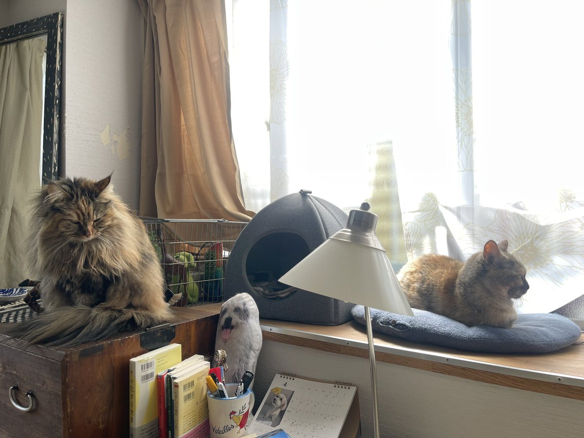 びりすけ tweet media