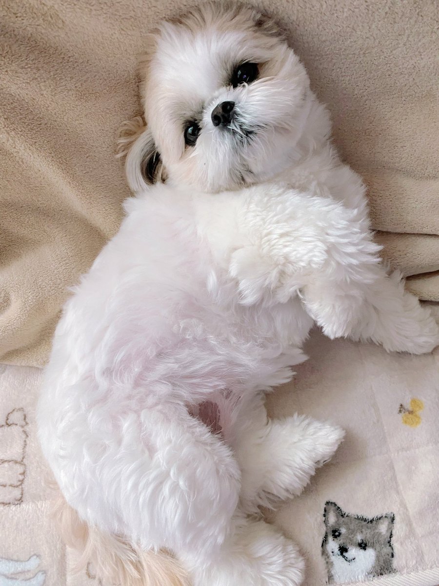 シーズー🍑ももちゃ🍑 tweet media