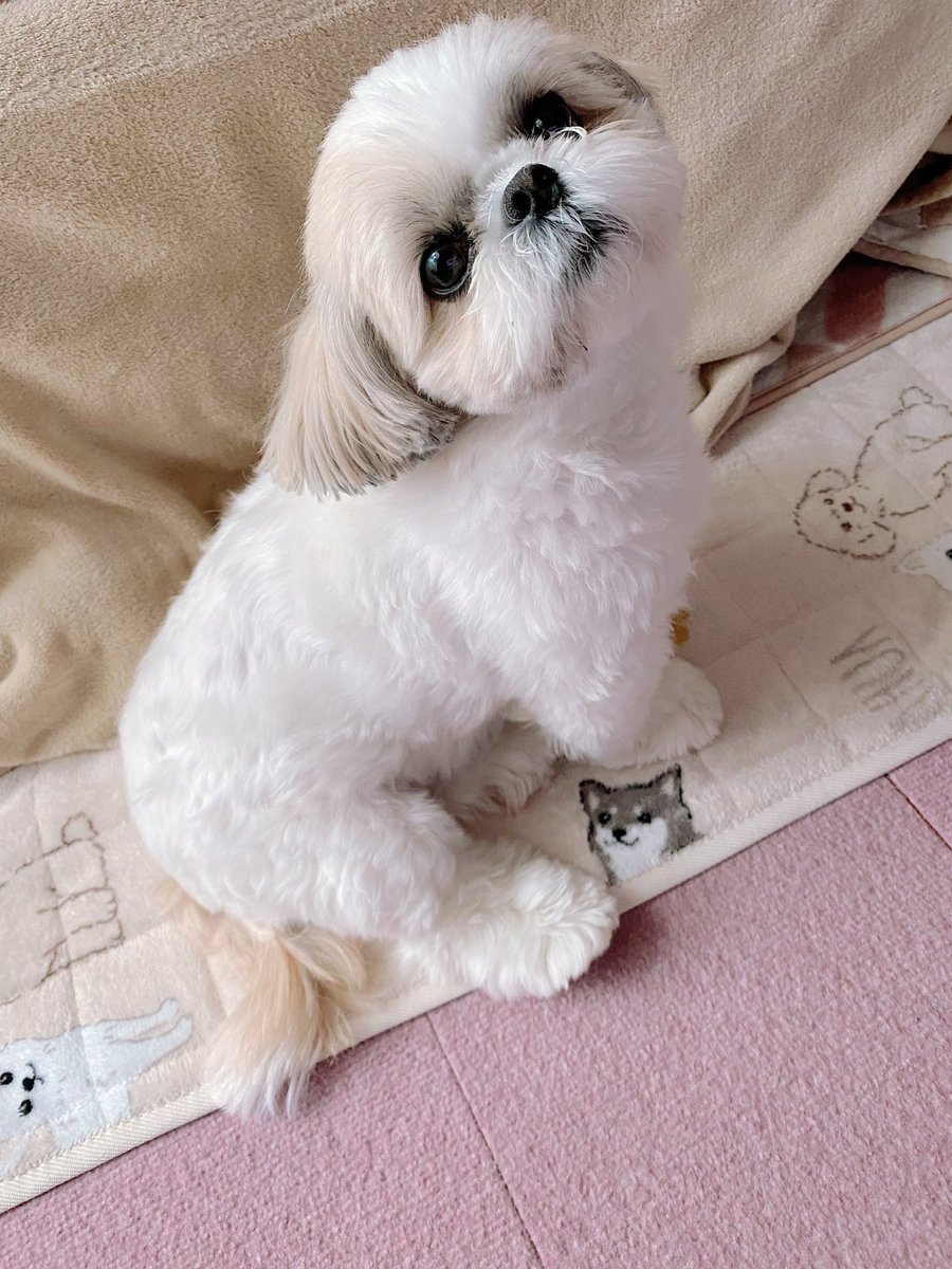 シーズー🍑ももちゃ🍑 tweet media