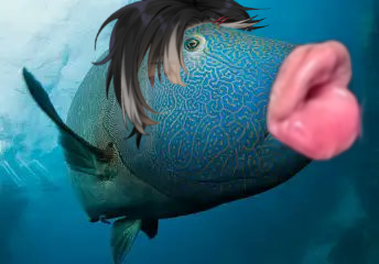 Sebastian Purrtissier tweet media