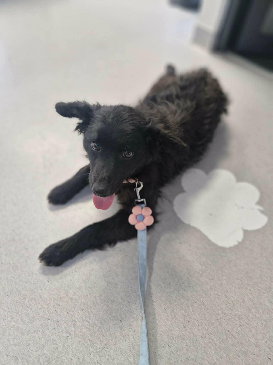 EverMore Dog Rescue tweet media