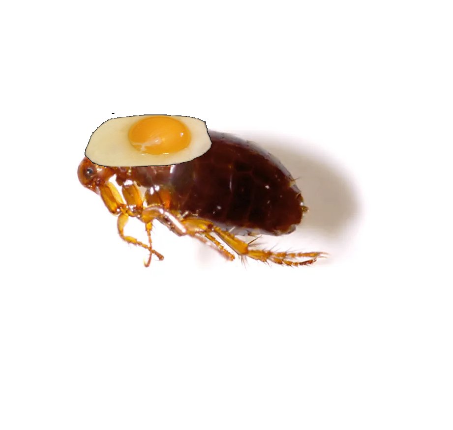 ★ Mortis ₁ William ₂ tweet media