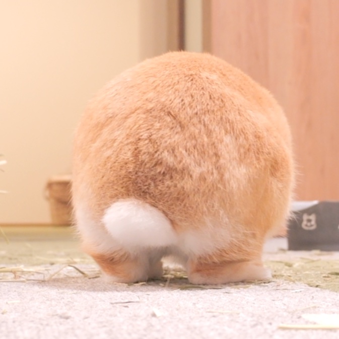 うさぎの麦ちゃんねる tweet media