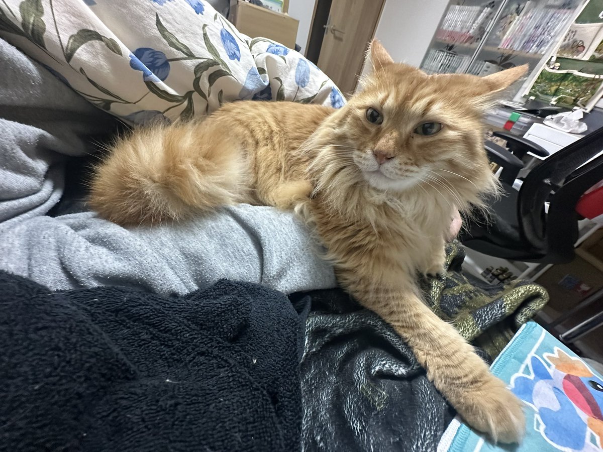 マヨ@永遠ハチナイ tweet media