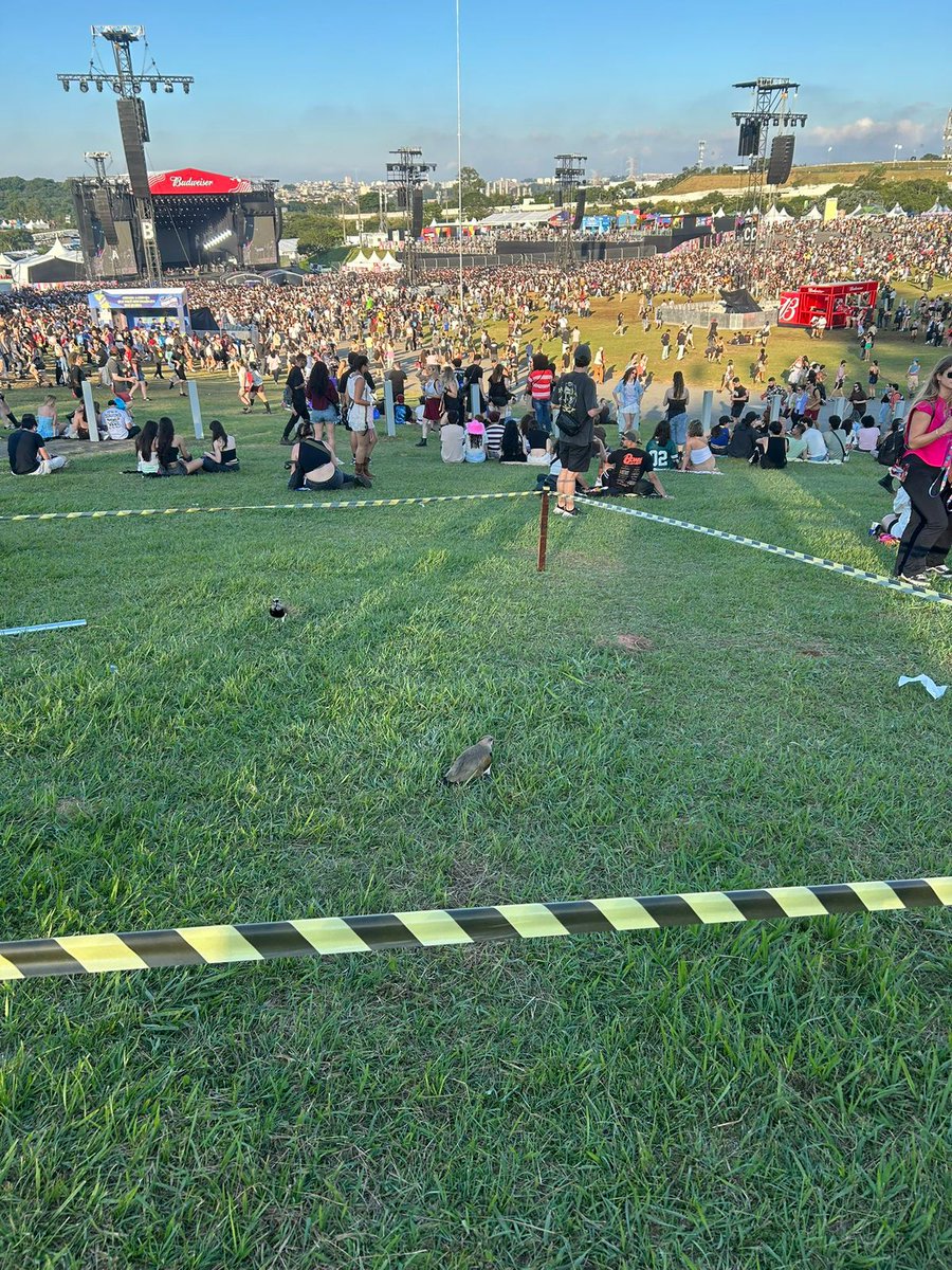 José Norberto Flesch tweet media