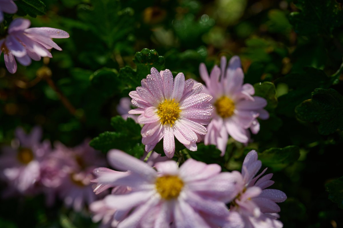 カメラ専門店 マップカメラ【公式】 tweet media