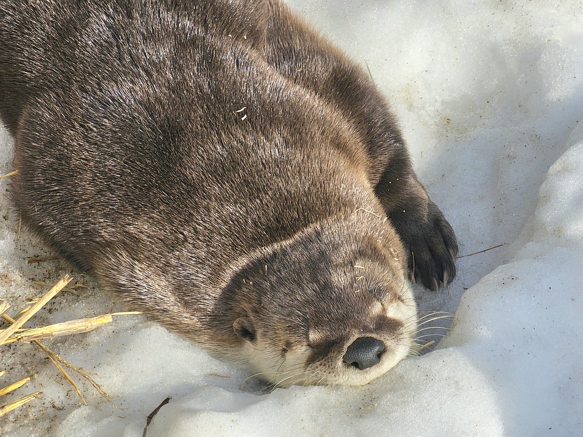 盛岡市動物公園 ZOOMO tweet media