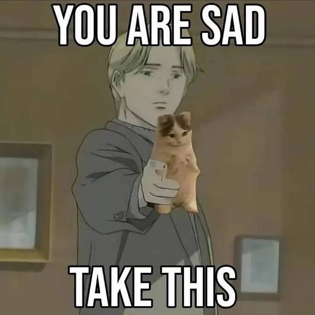 Punch Cat tweet media