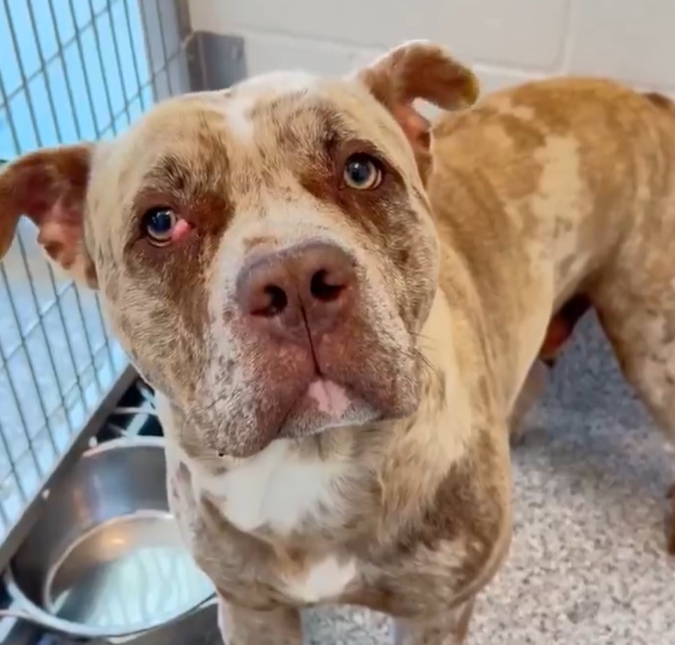 QuietSpirit 🐕 tweet media