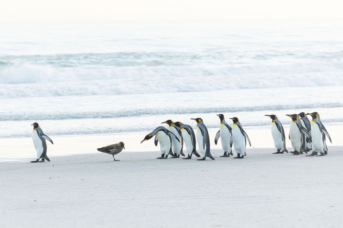 フォークランド諸島のキングペンギン🐧 ペンギン写真集「#それは フォークランド諸島のキングペンギン🐧 ペンギン写真集「#それは