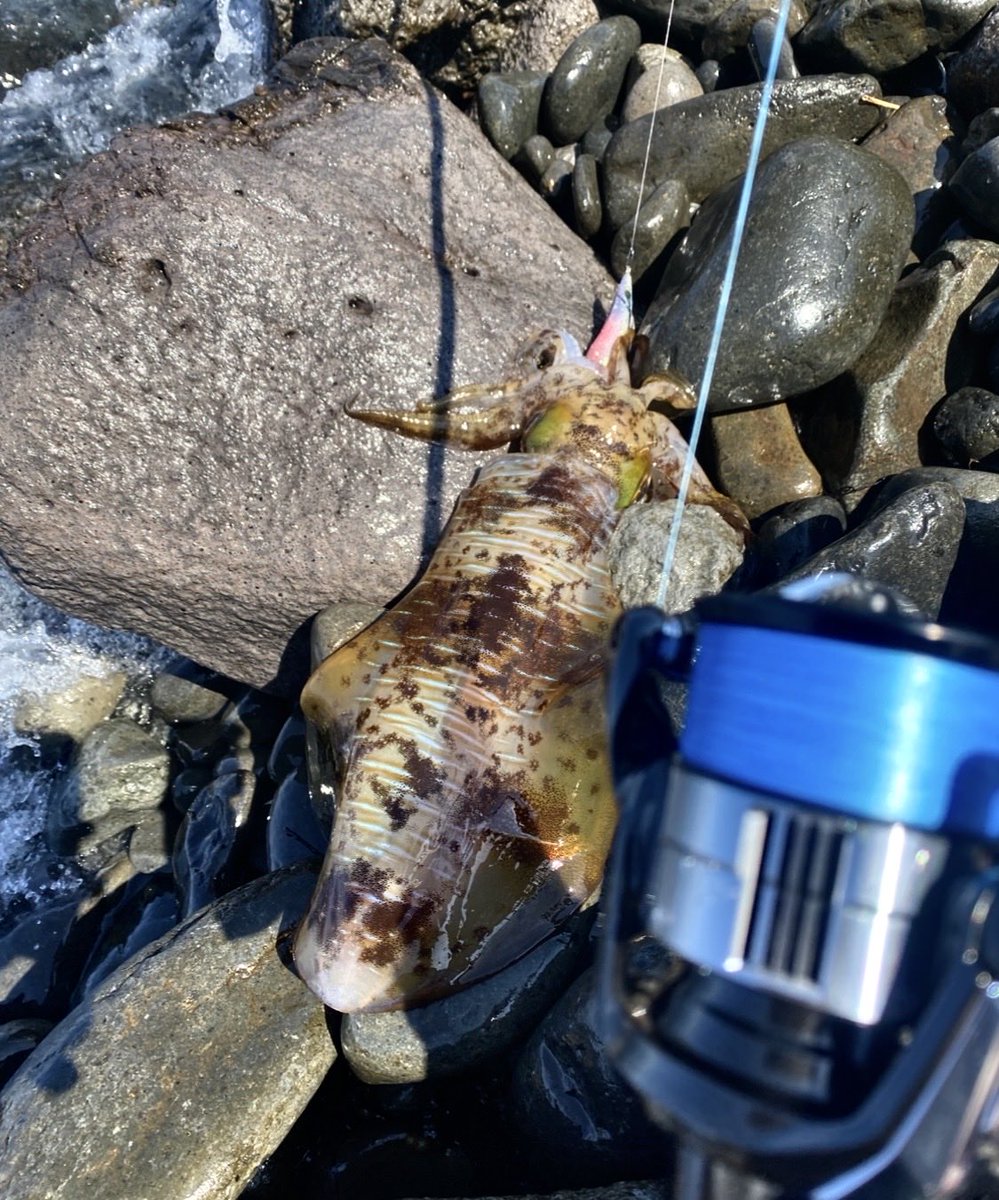 glove_fishing's tweet photo. 近場のサーフポイントへ
1.8キロナイスガイが来ました🦑
#アオリイカ
#エギング
#エギンガー https://t.co/HB3A80wqW9