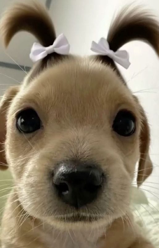 theDogLovers tweet media