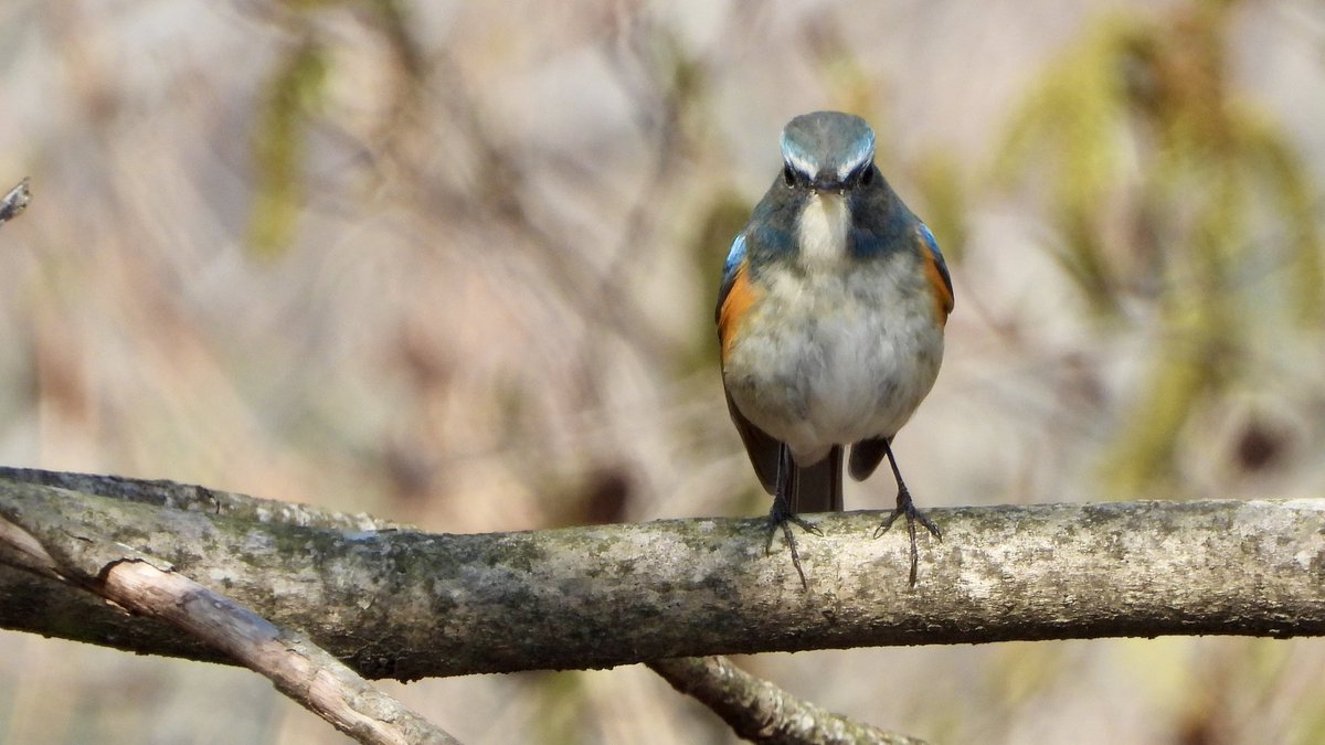 charidas1's tweet photo. ルリビタキはん「おはようっす」@近くの運動公園(^^)
2026/3/21  10:01
#野鳥
#ルリビタキ
#coolpixp1000 https://t.co/uEluhQ2SQP