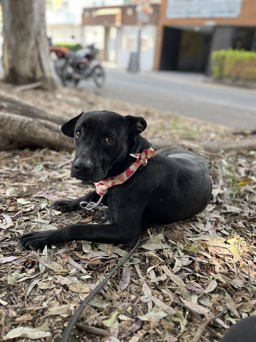 𝙷𝚎𝚕𝚊 𝙼𝚘𝚛𝚎 🐶 tweet media