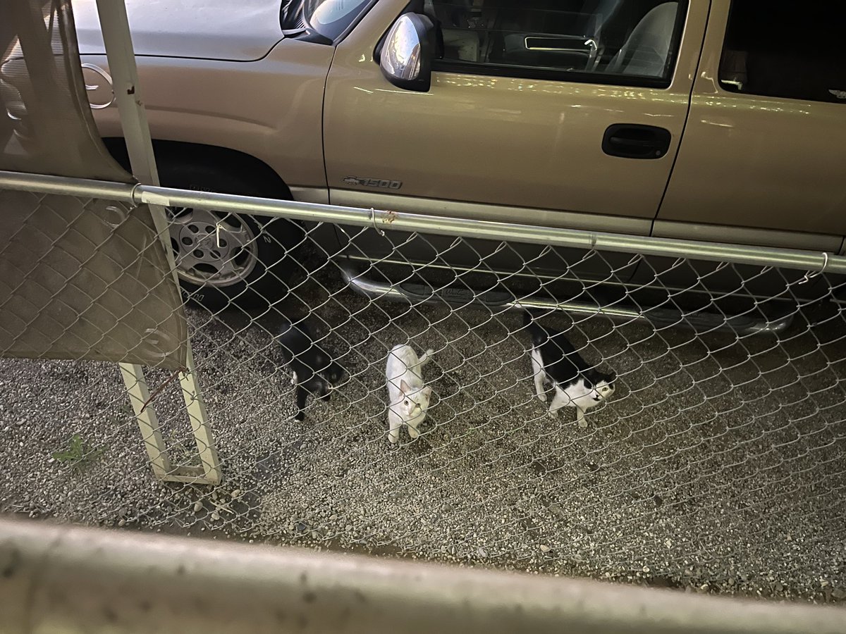 clown baby tweet media