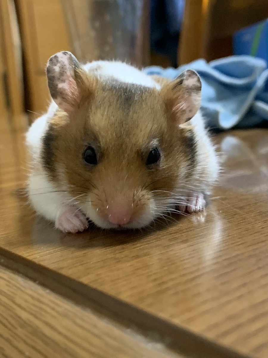 rika@某ソシャゲの騎空団 元 団長 tweet media