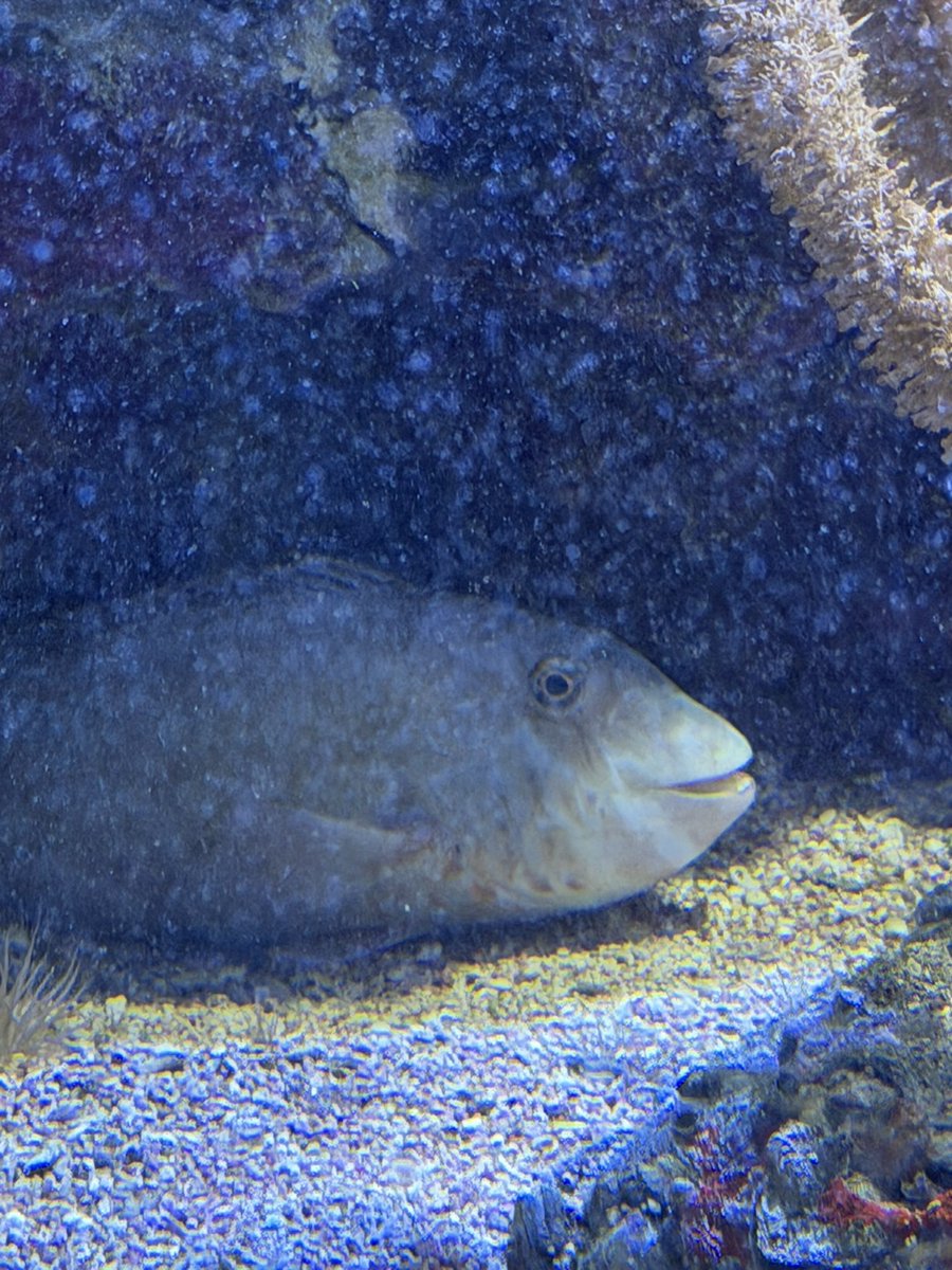 I want to be like this fish