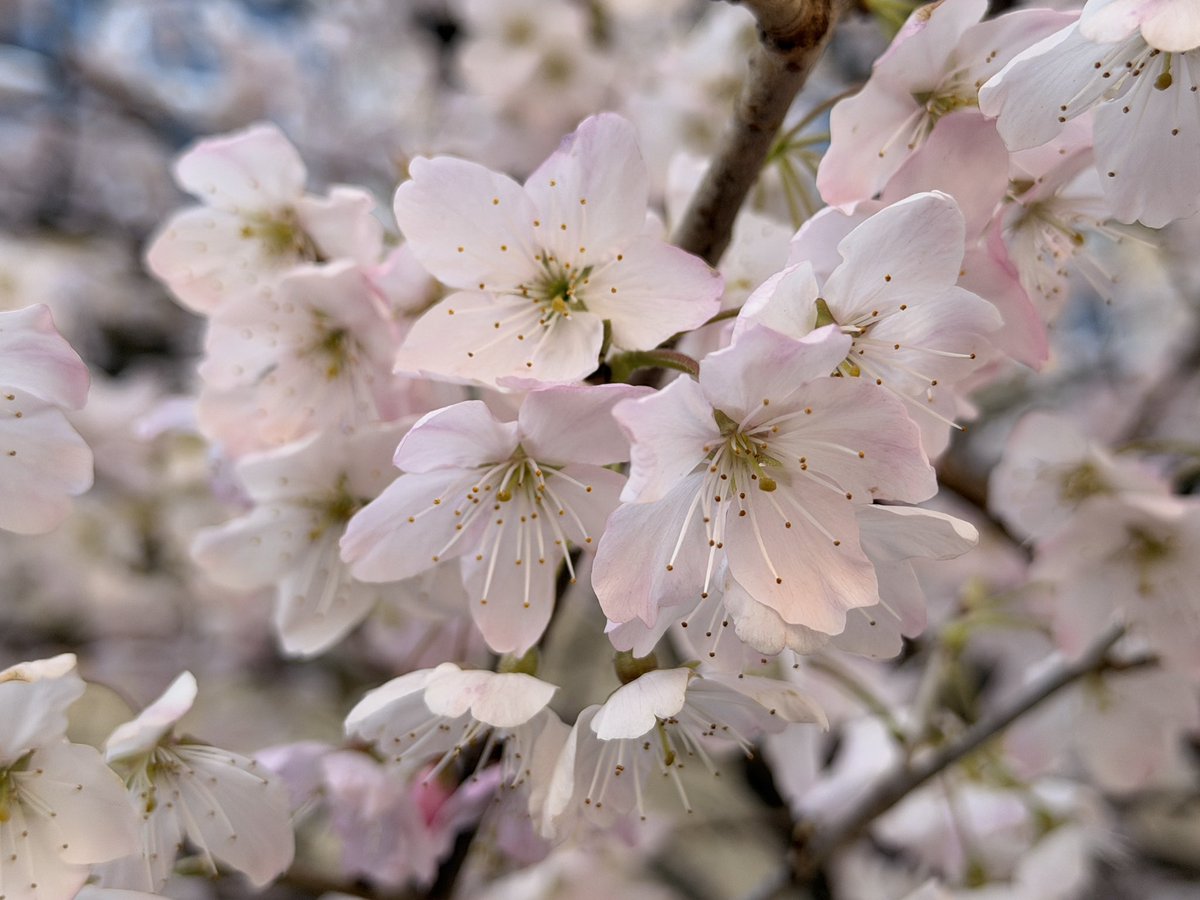 toplem's tweet photo. 京都案内の日

高辻通り成徳学舎の春めき桜
ソメイヨシノよりやや赤色な
桜🌸が満開！
いい感じでした。
#京都　#桜 https://t.co/aupyuB4723