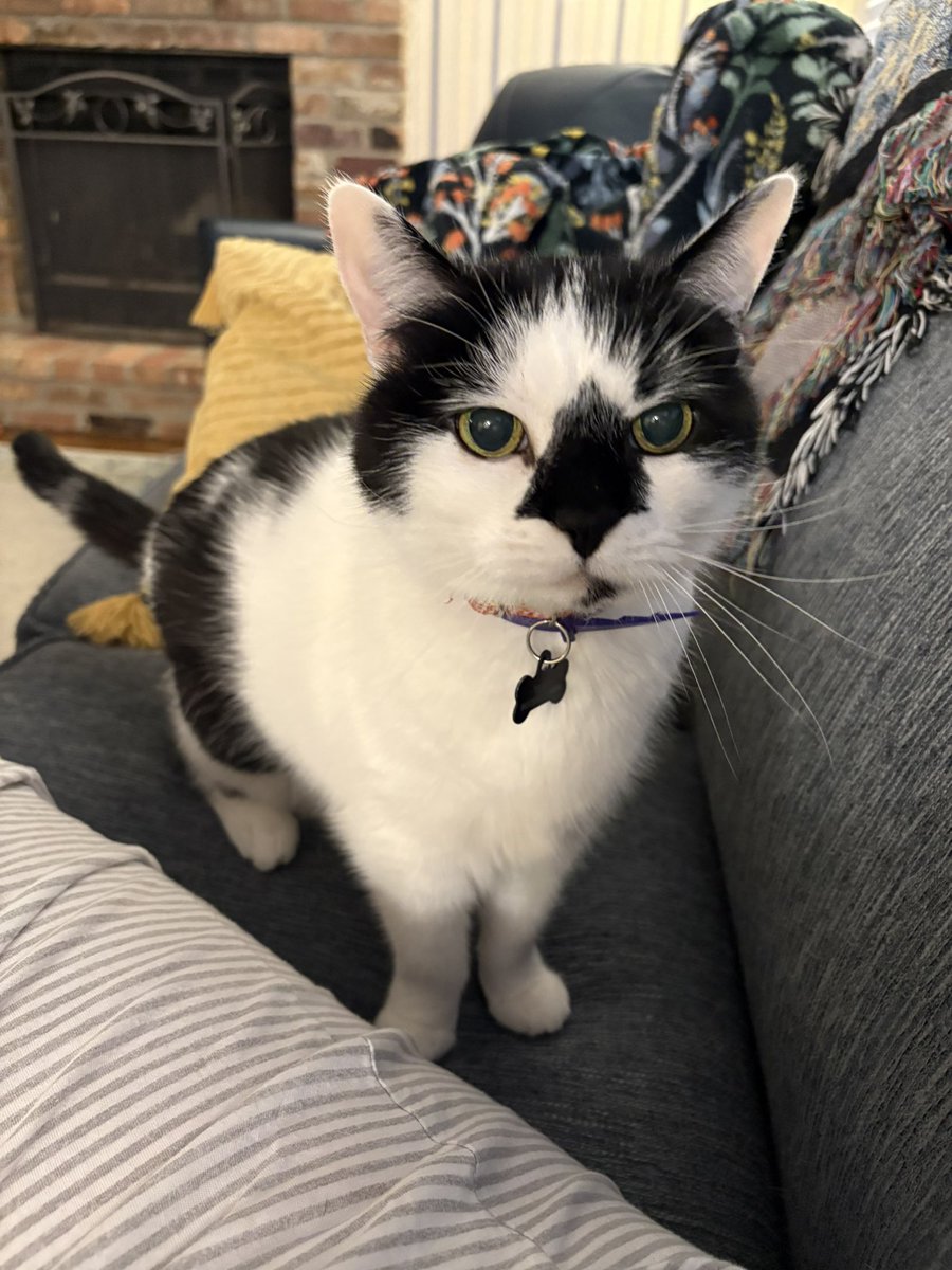 emily bengaltiger 🐱❤️🔥 tweet media