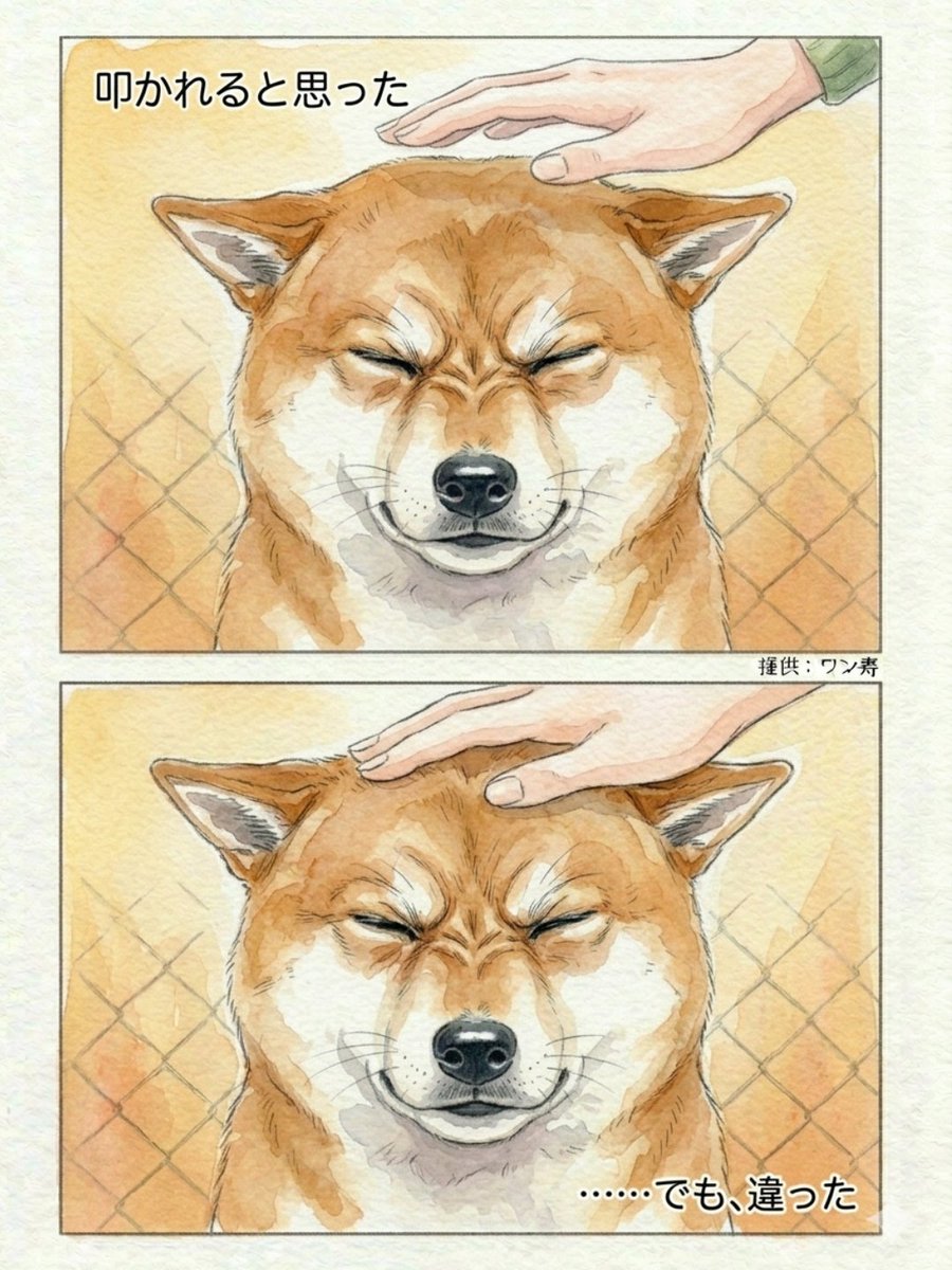 わんわん物語@ワン寿 tweet media