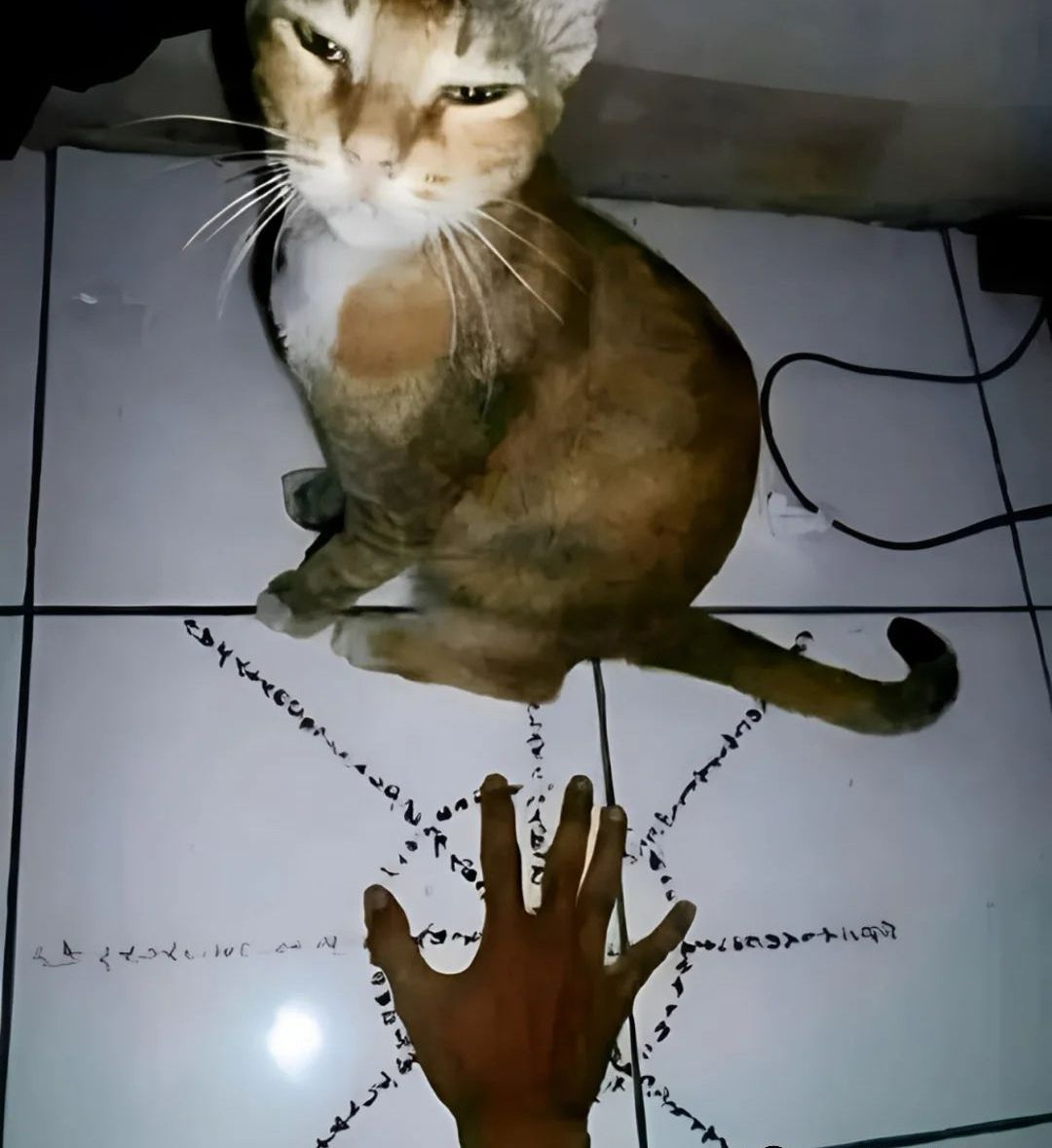 When a mouse appears in the house: