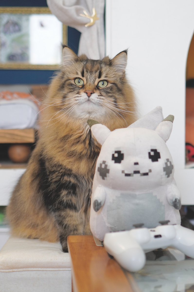 ヤマネコ tweet media