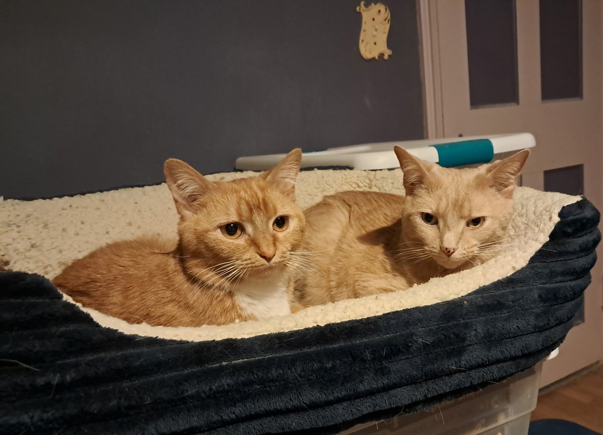 Kent Smith tweet media