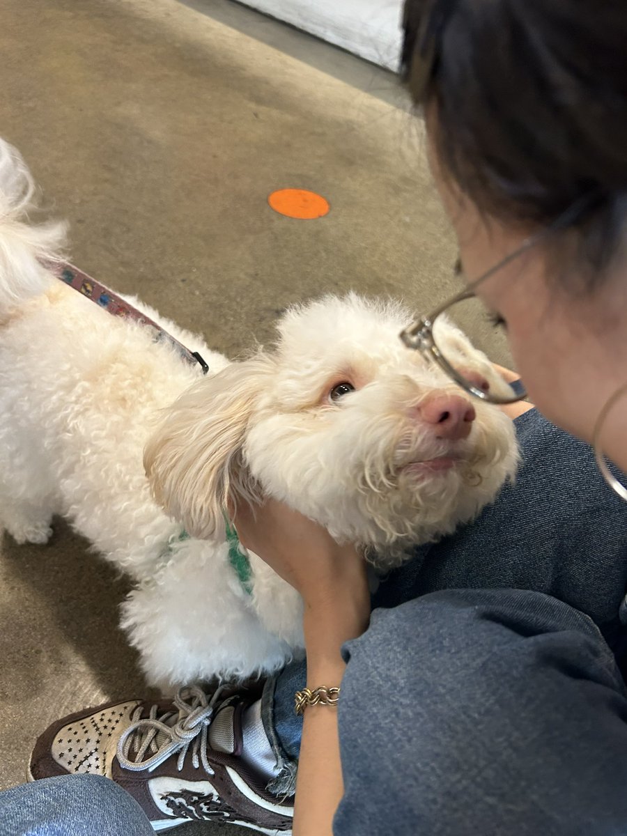 micheonshi's tweet photo. cutest dog in the world holy https://t.co/428PEfnV3w