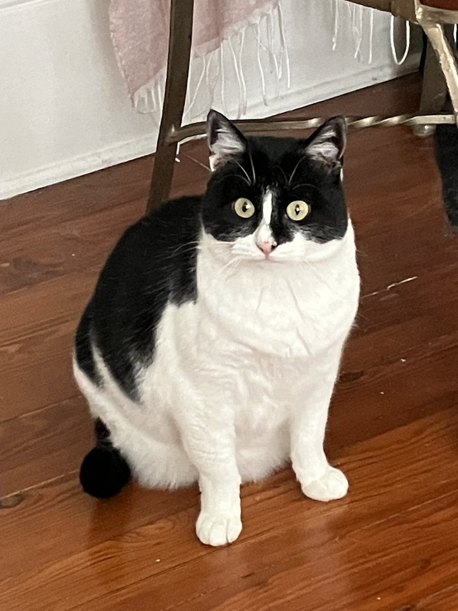 🅱️ABKA !! tweet media