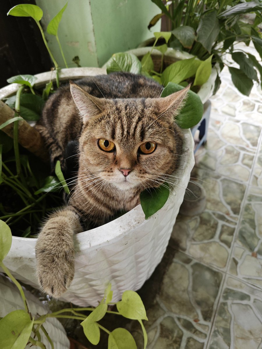 Tuna Salad🍀 tweet media