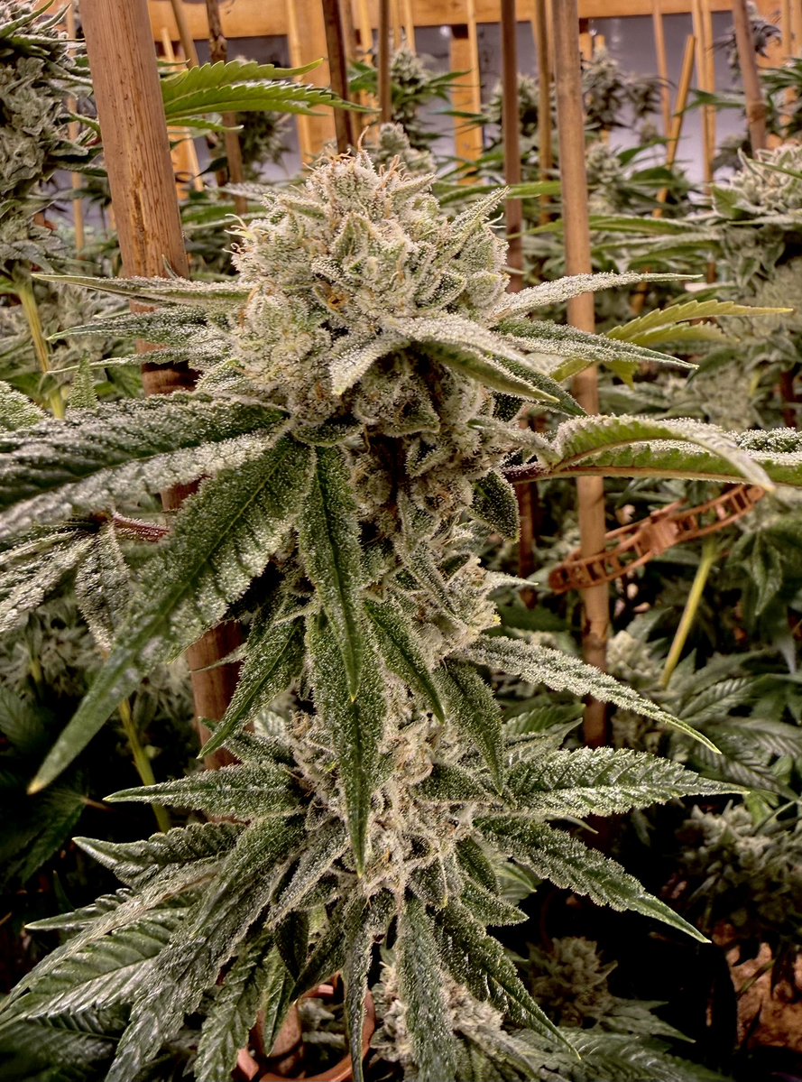 LCC Karl tweet media