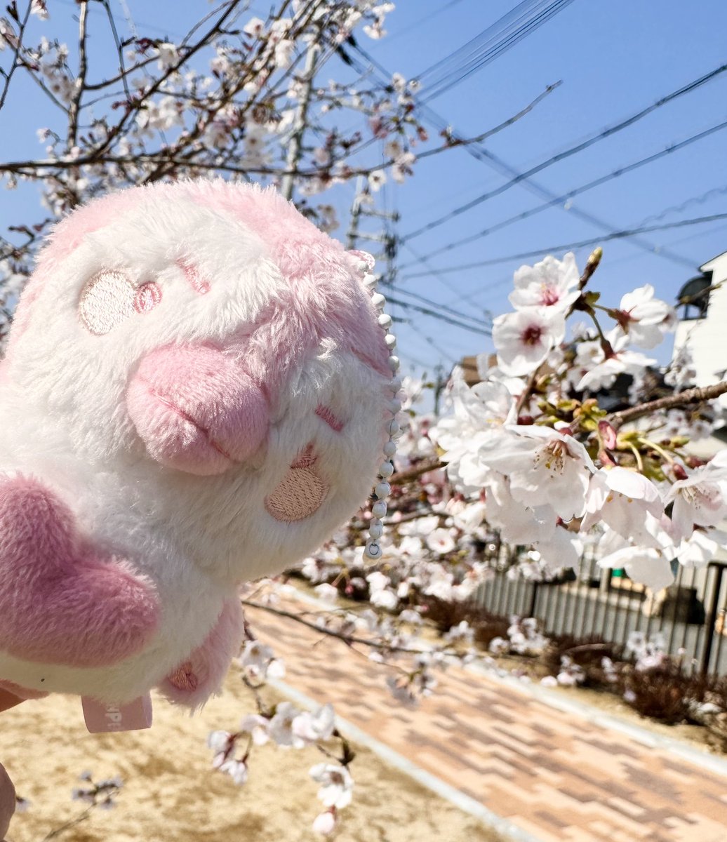 今日ハートベビペンちゃん🩷と桜🌸😍