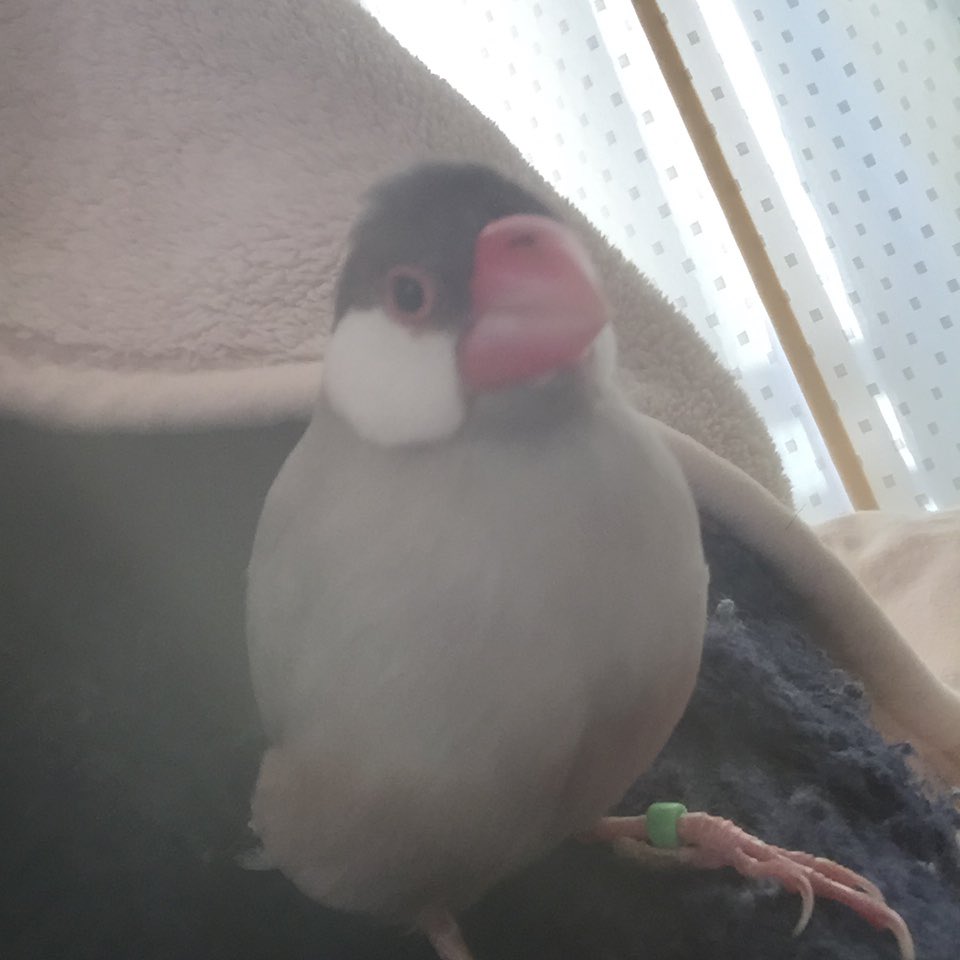 夢で、ちよがねむの羽のなかに嘴突き刺して暖をとってて笑った