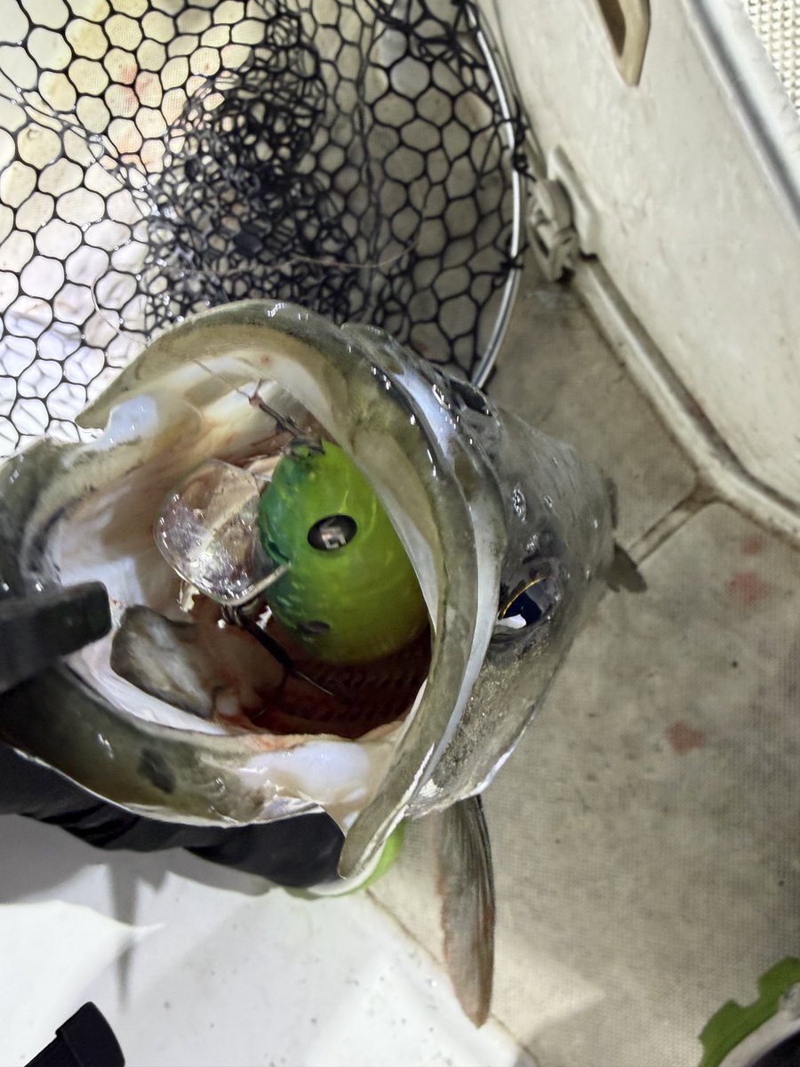 ×sp1n×(すぴんさん) tweet media