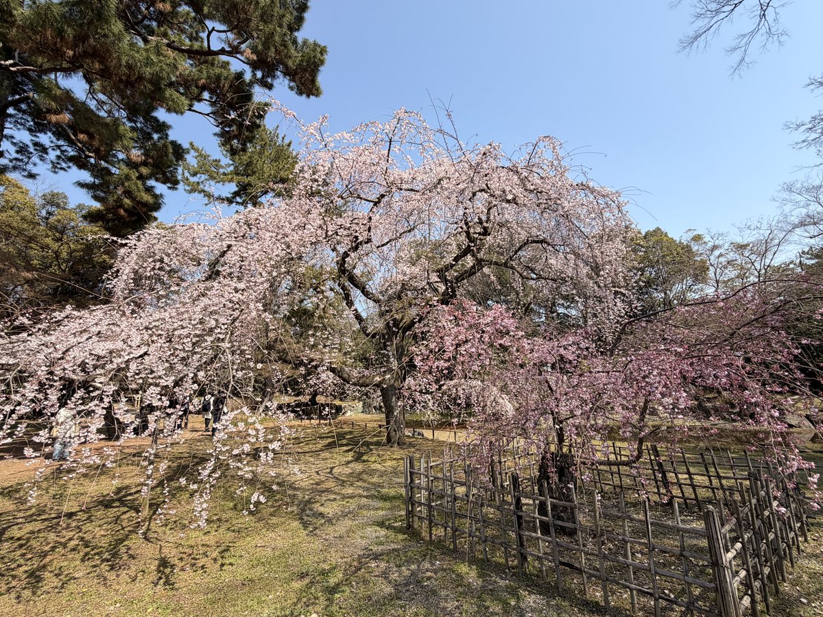 toplem's tweet photo. 近衛邸の糸桜は八分咲きぐらい。
見頃になって来ましたね。

#京都　#桜 https://t.co/Yu0Vg55FxA
