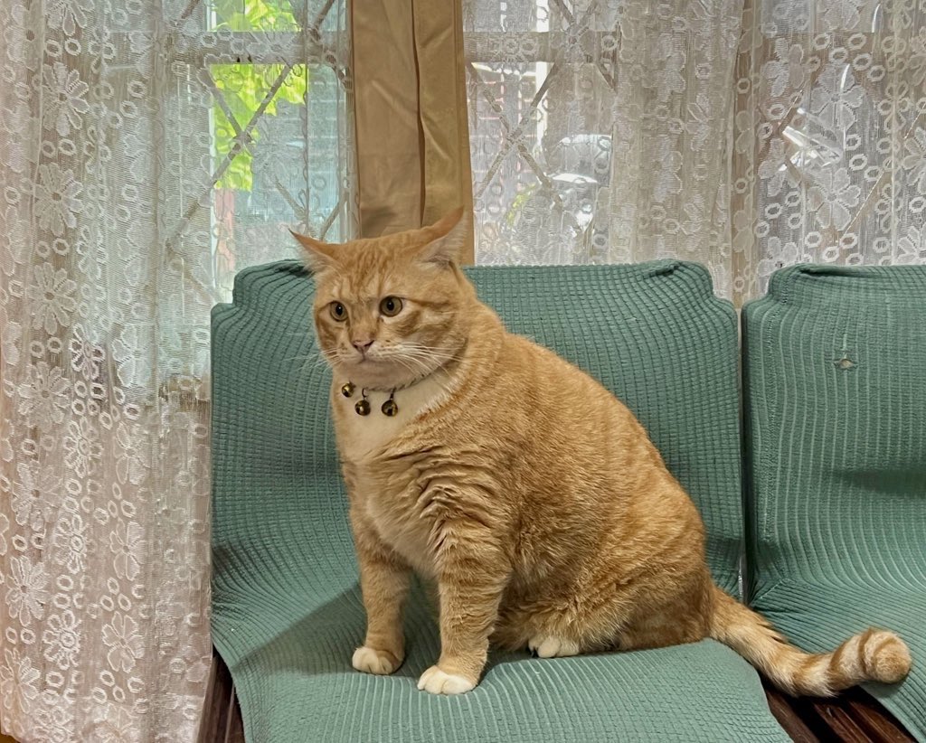 Pak RT Koko tweet media