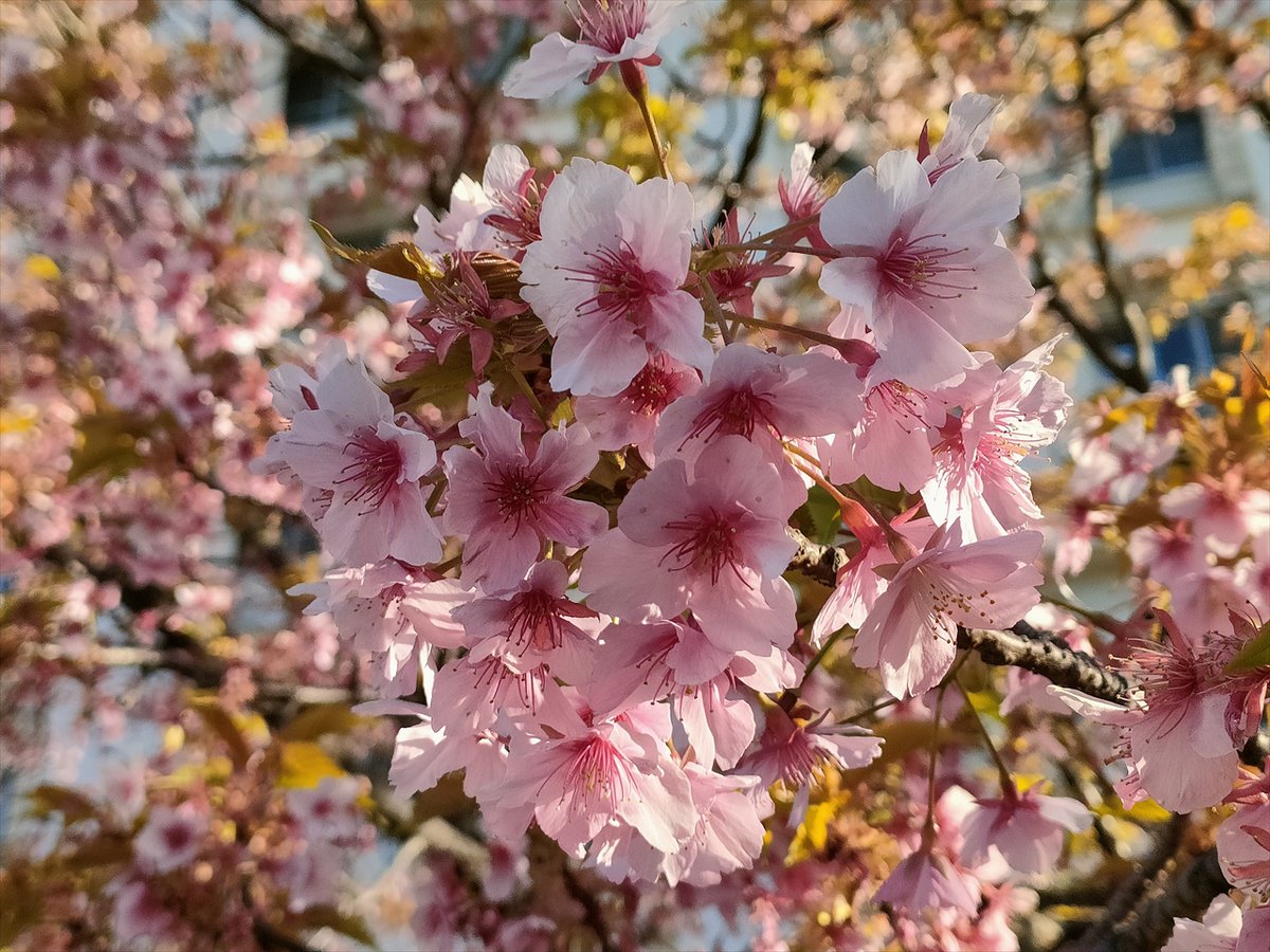 旅先での写真 tweet media