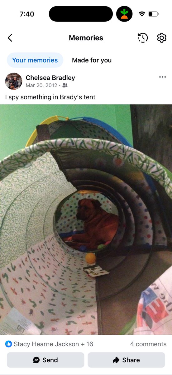 Chelsea Bradley tweet media