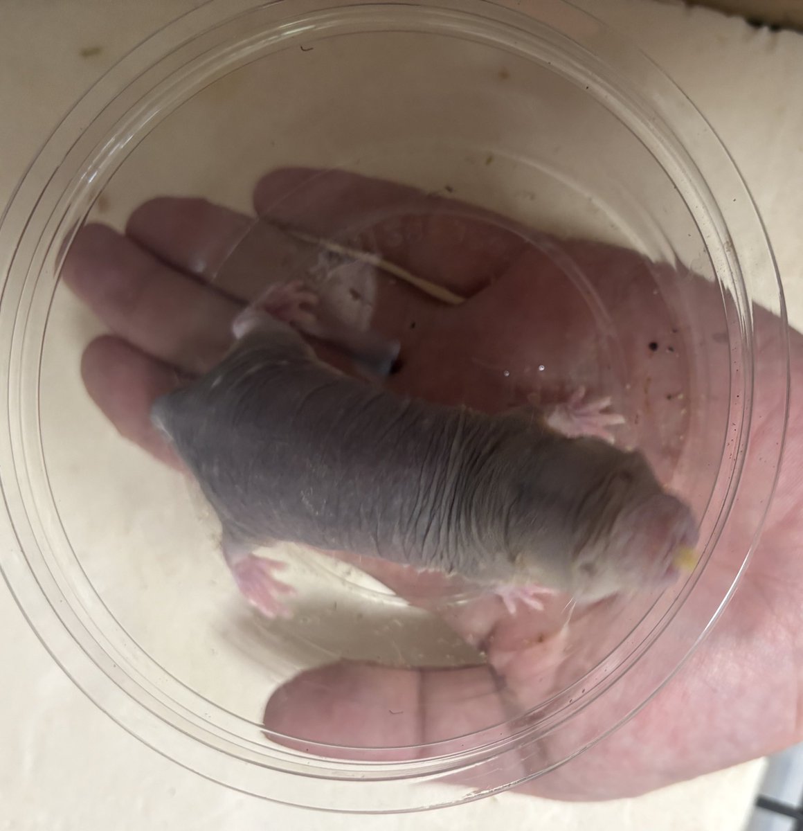 しんえん tweet media