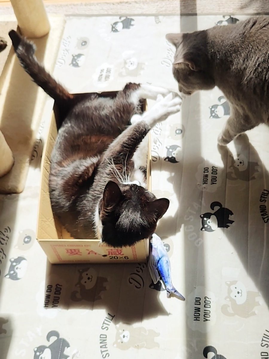 3にゃん(+にゃん) tweet media