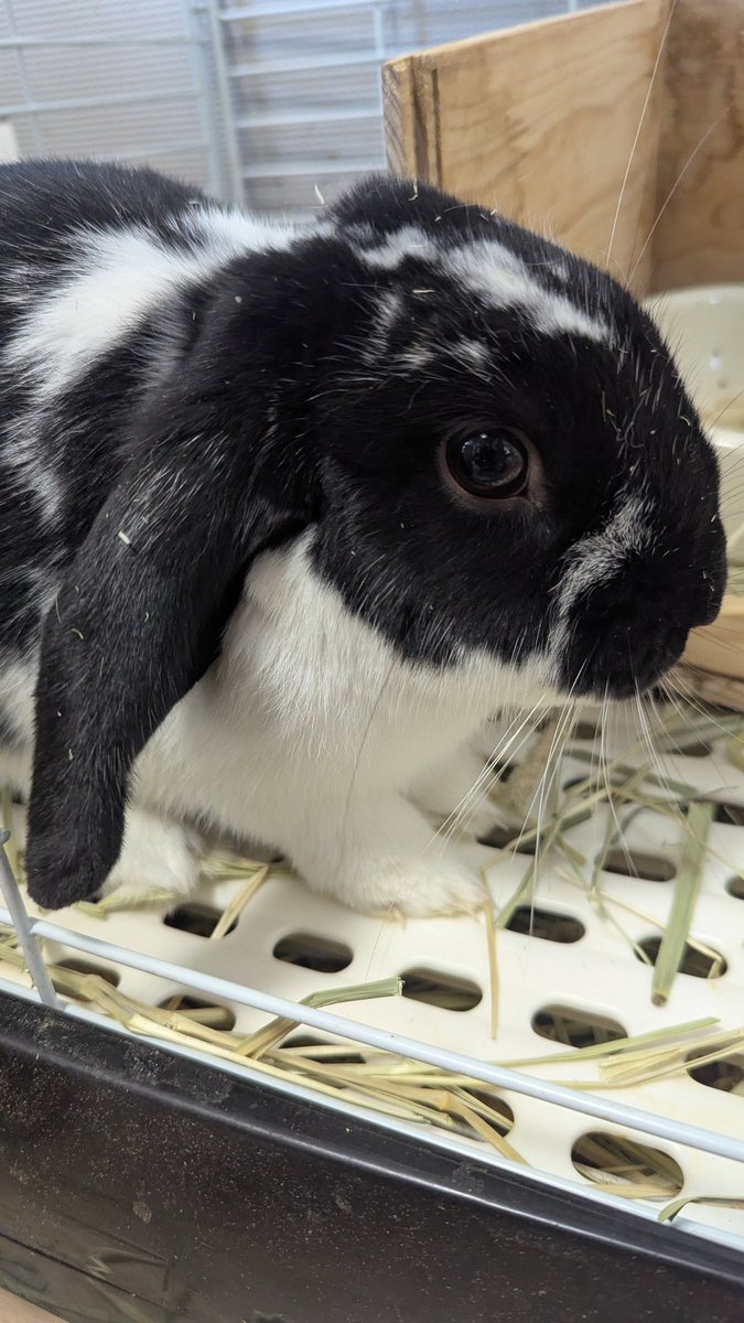 顔に草の粉をつけたシュラス子ちゃん。大きくなりました。 #シュラス子