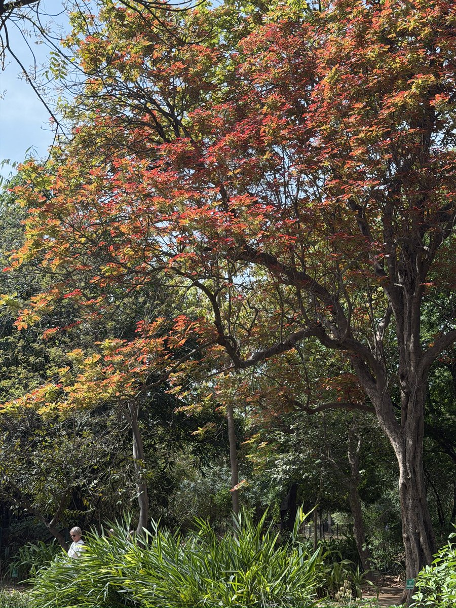 Bobby Roy tweet media