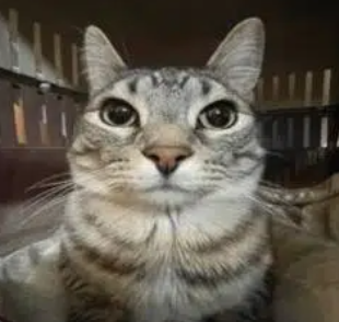 topblasted tweet media