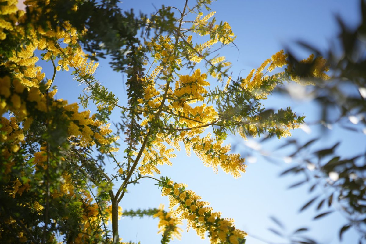 カメラ専門店 マップカメラ【公式】 tweet media